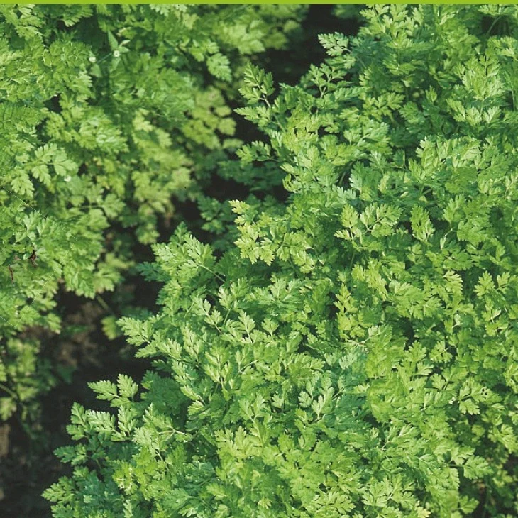 Cerfeuil à feuilles plates Massa Bio