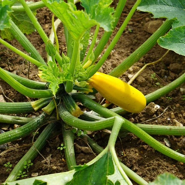 Courgette Soleil F1