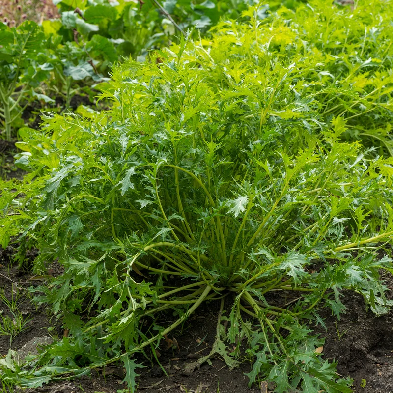 Chou salade Japonais Mizuna Bio