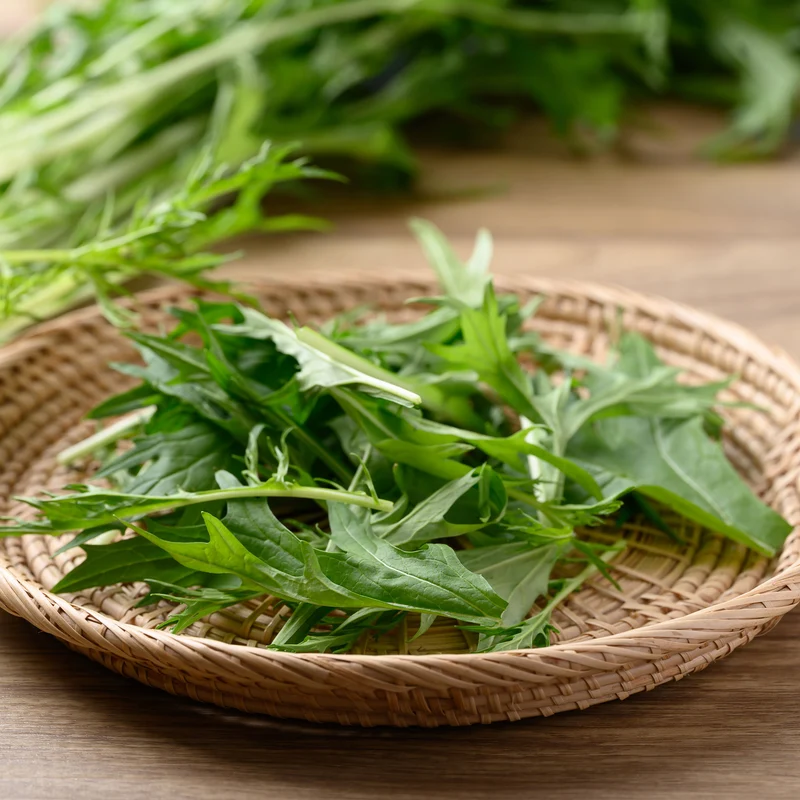 Chou salade Japonais Mizuna Bio