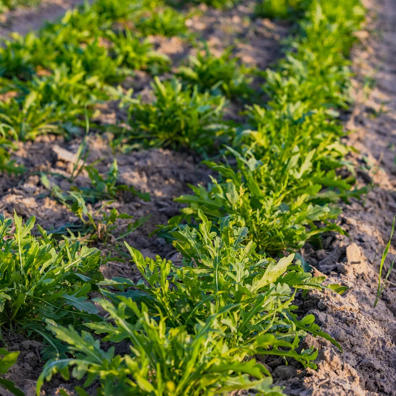 Roquette sauvage Rocky Wild Bio