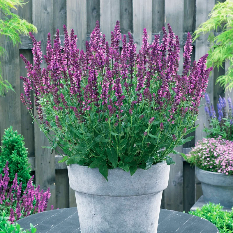 3 Sauges des bois Friesland Pink
