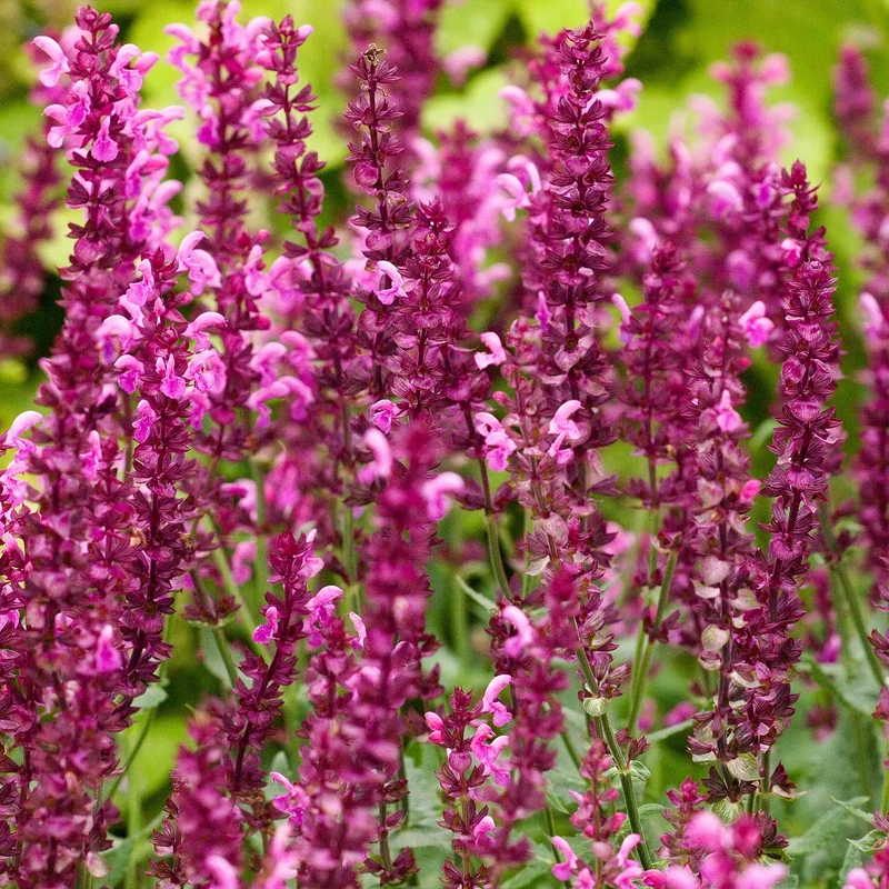 3 Sauges des bois Friesland Pink