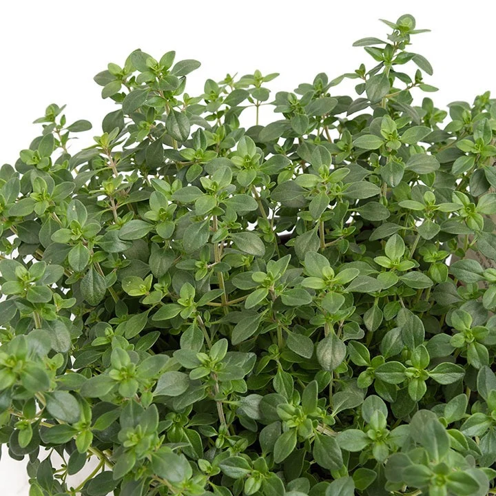 Plant de Thym citron