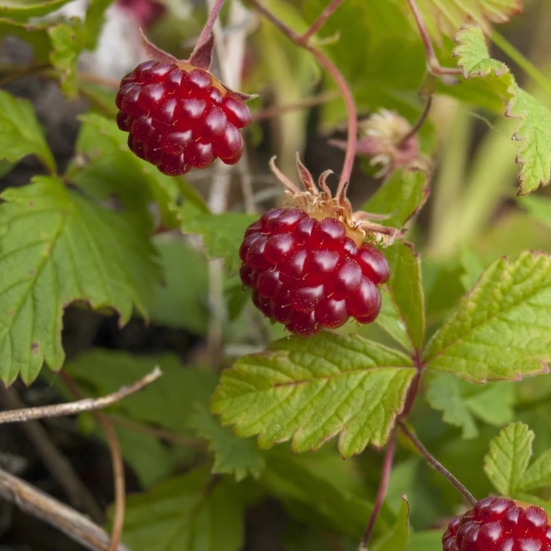 Framboisier arctique