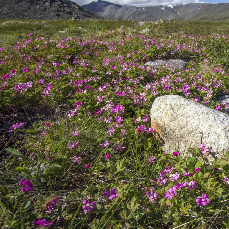 Framboisier arctique
