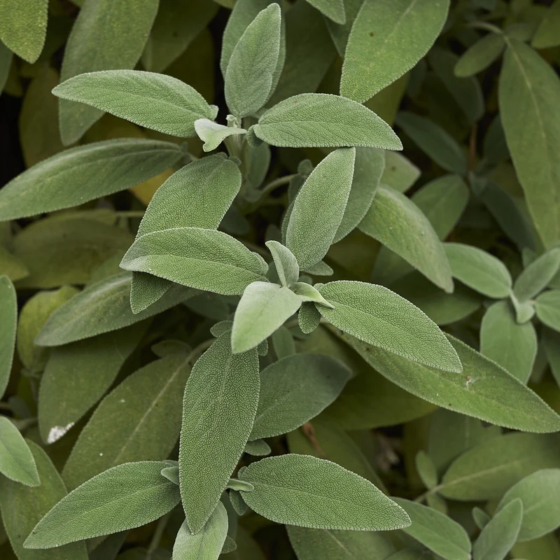 Plant de Sauge officinale