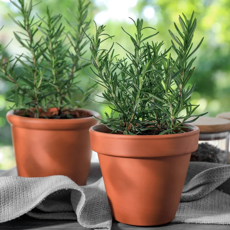 Plant de Romarin