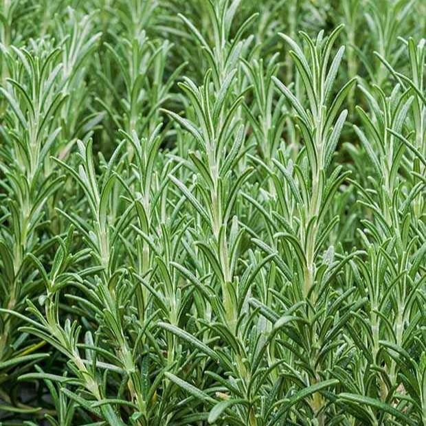 Plant de Romarin