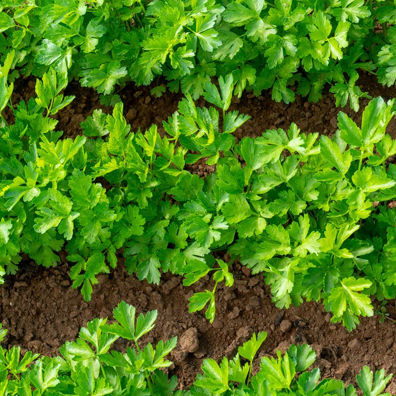 Plant de Persil plat - commun