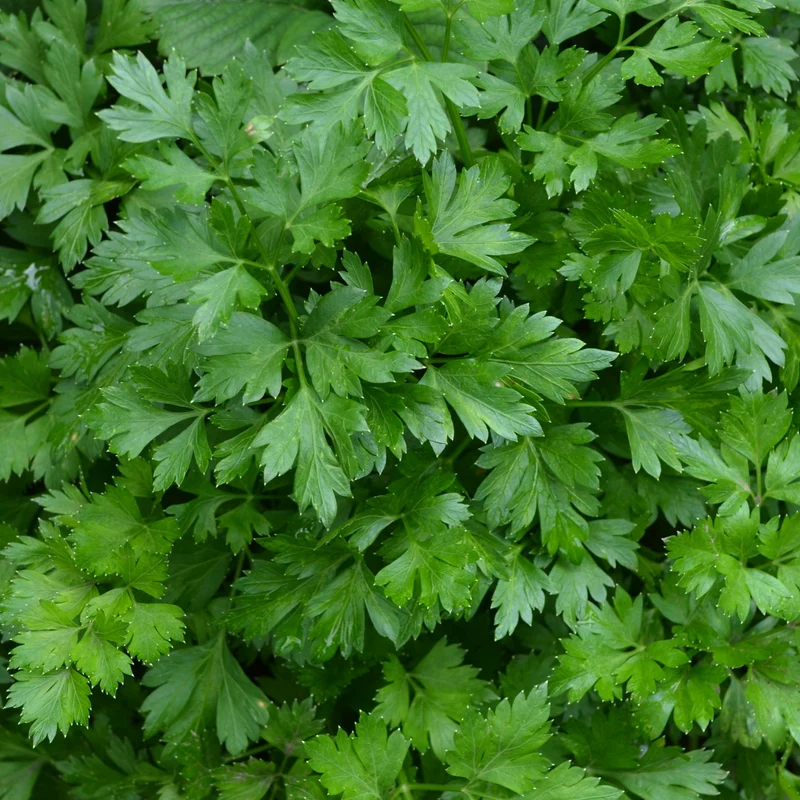 Plant de Persil plat - commun