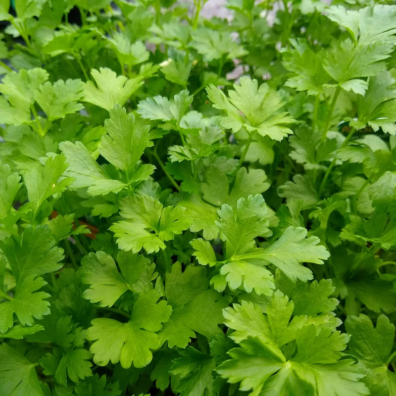 Plant de Persil plat - commun