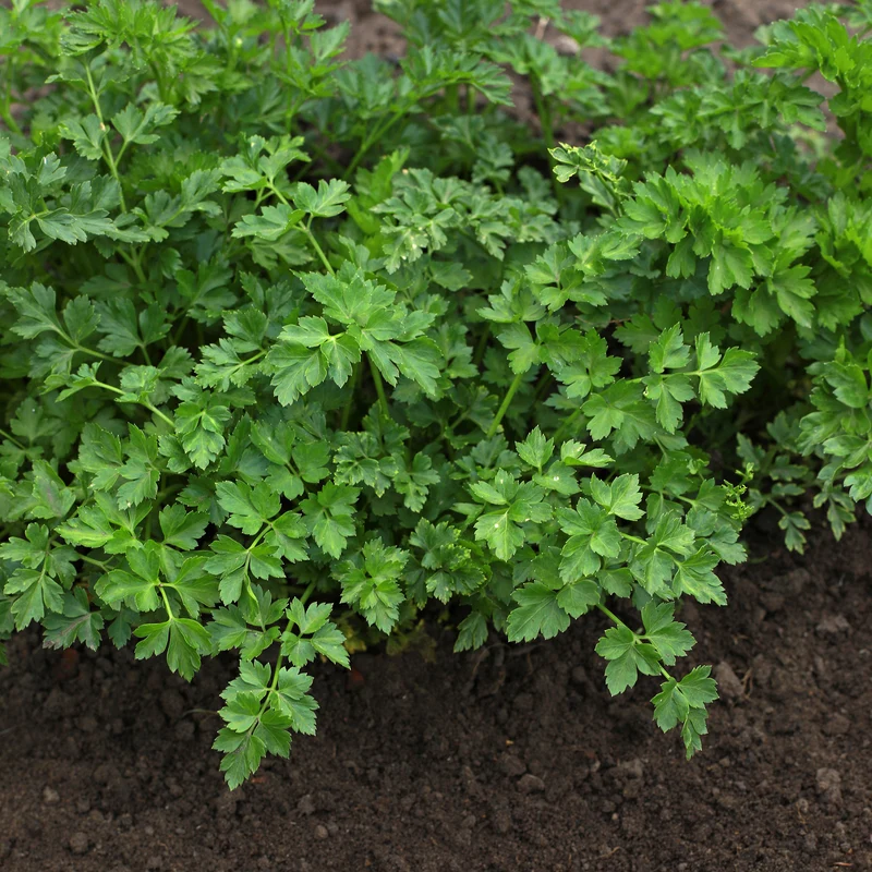 Plant de Persil plat - commun