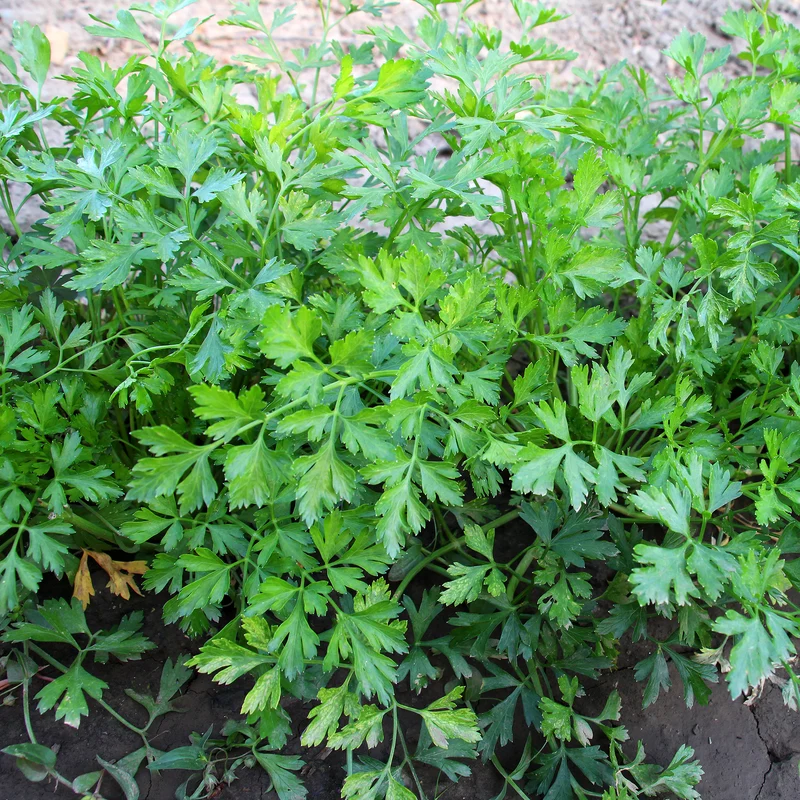 Plant de Persil plat - commun