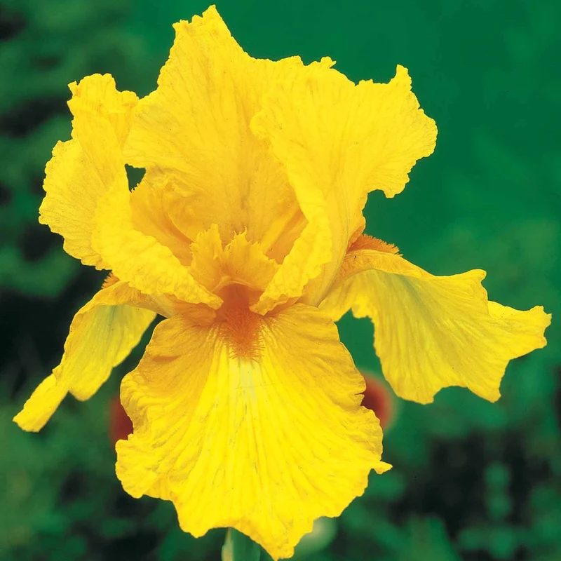 2 Iris de jardin Sangreal