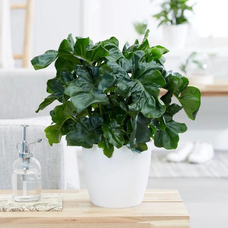 Philodendron Monstera Atom