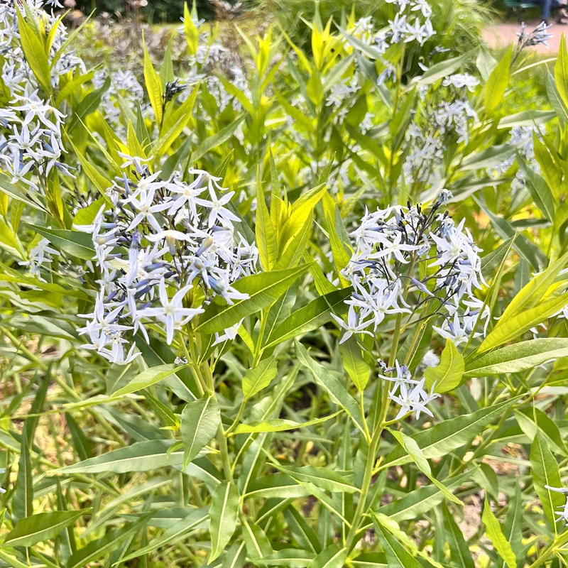 Étoile bleue à feuille de saule
