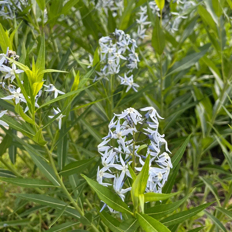 Étoile bleue à feuille de saule