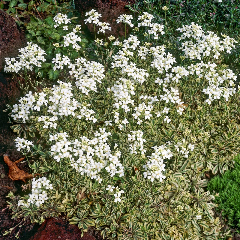 Arabette rampante Variegata