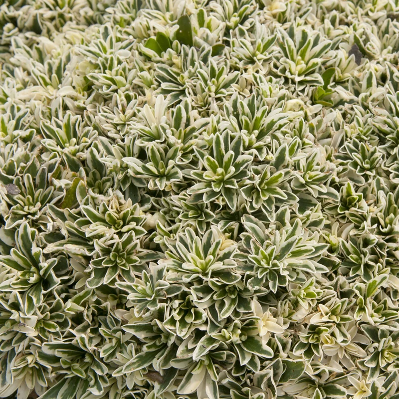 Arabette rampante Variegata
