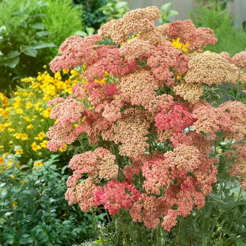 Achillée millefeuille Wesersandstein