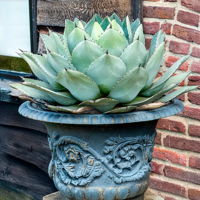 Agave de Parry