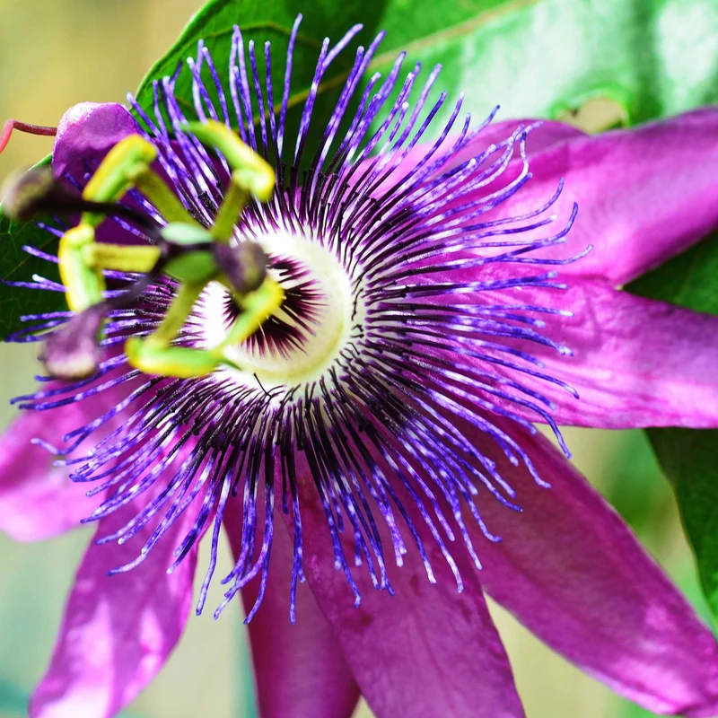 Passiflore Lavender lady