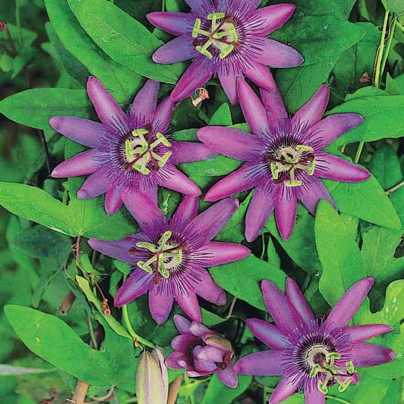Passiflore Lavender lady