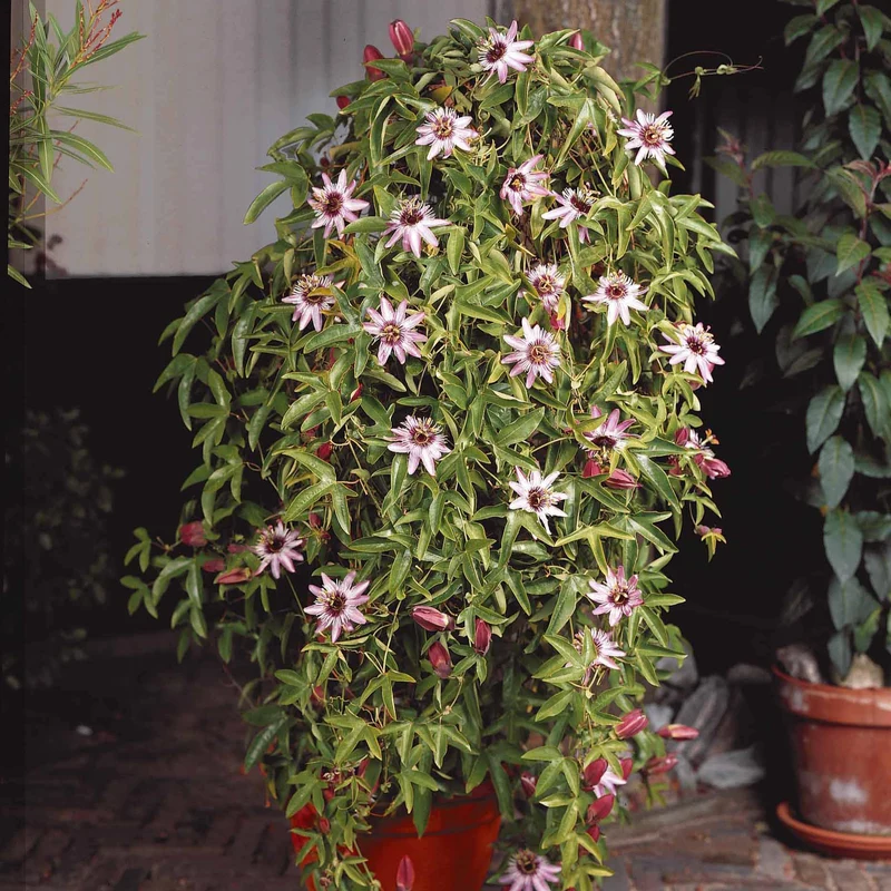 Passiflore Victoria