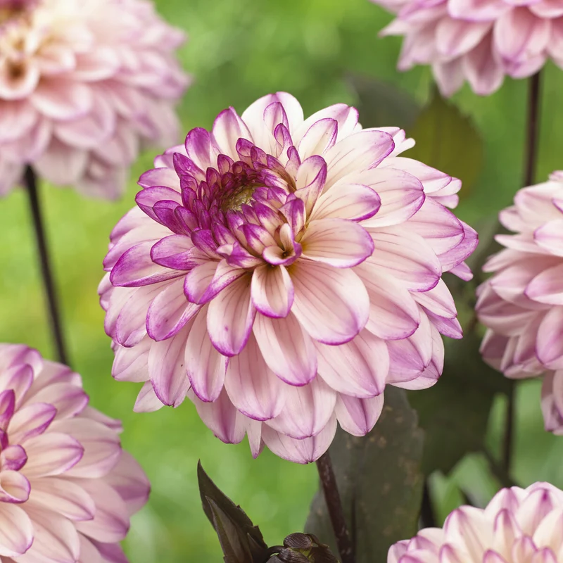 Dahlia décoratif Flashback