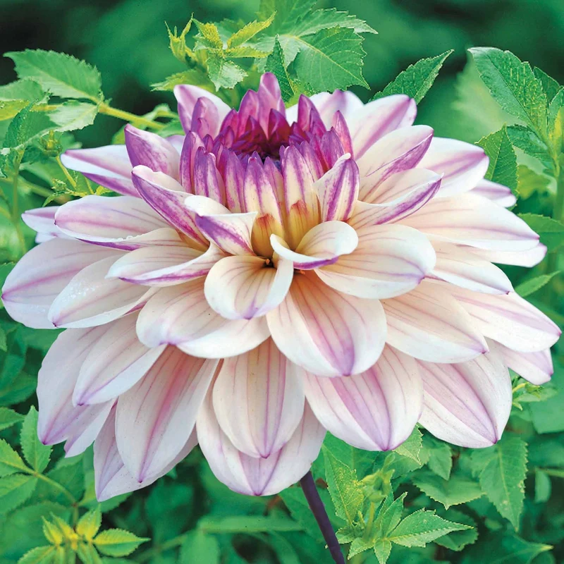 Dahlia décoratif Flashback