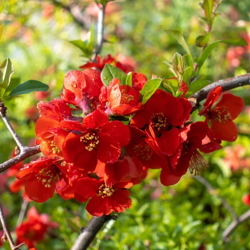 Cognassier à fleurs rouges