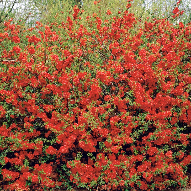 Cognassier à fleurs rouges