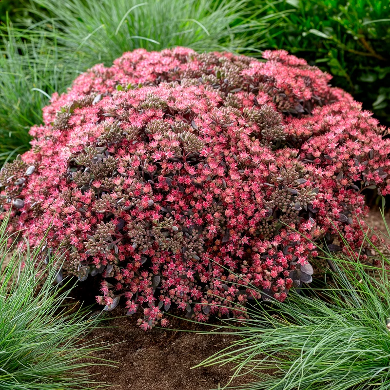 Sedum Sunsparkler® Dazzleberry
