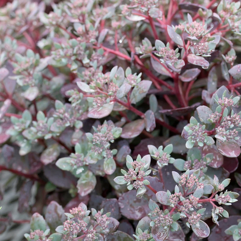 Sedum Sunsparkler® Dazzleberry