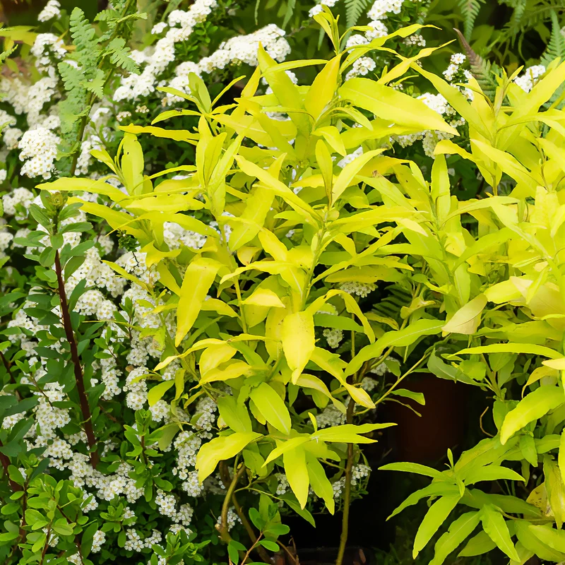 Saule de Sakhaline Golden Sunshine