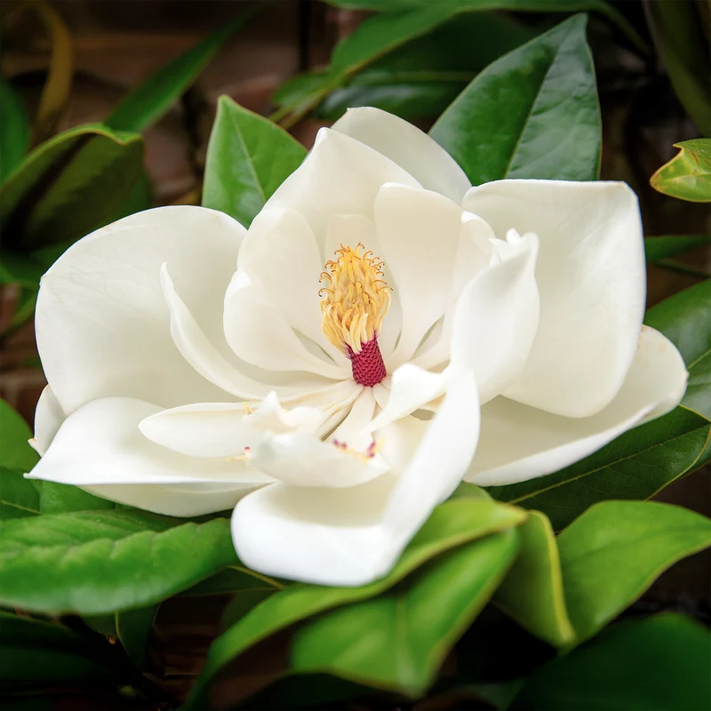 Magnolia à grandes fleurs