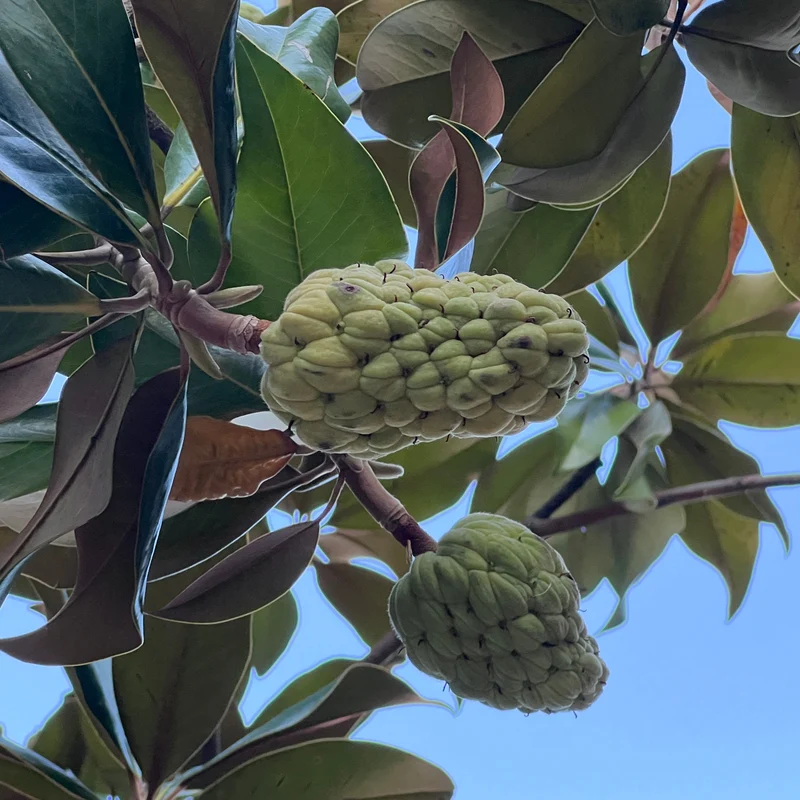 Magnolia à grandes fleurs