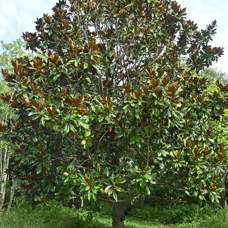 Magnolia à grandes fleurs