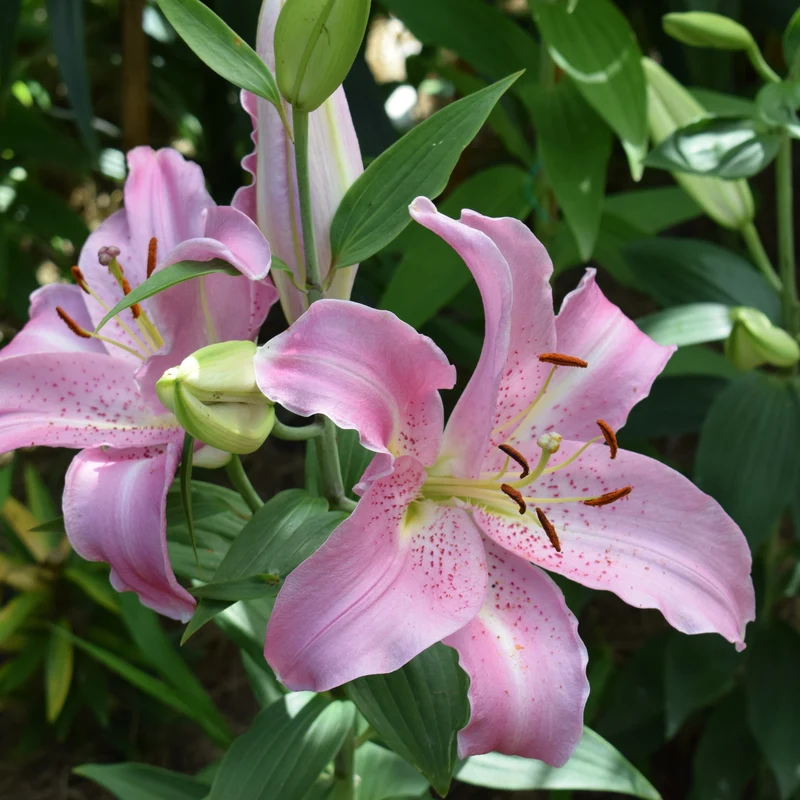 3 Lis orientaux Josephine