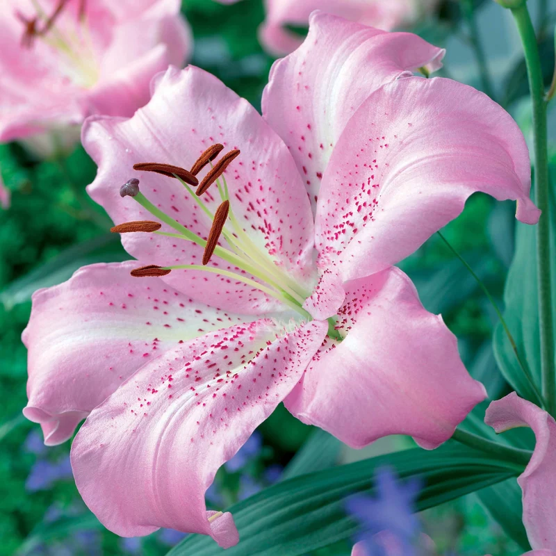3 Lis orientaux Josephine