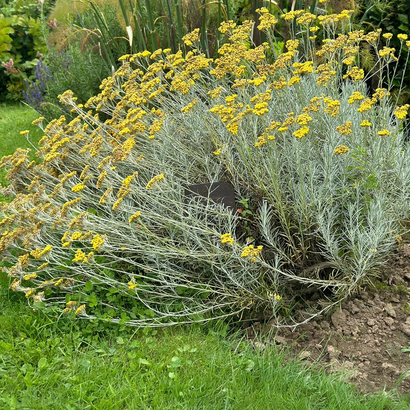 Herbe à curry