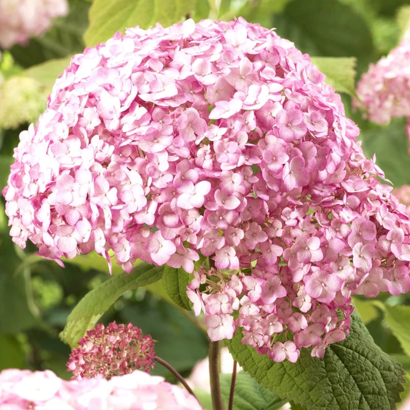 Hortensia Candy Bell Bubblegum ®