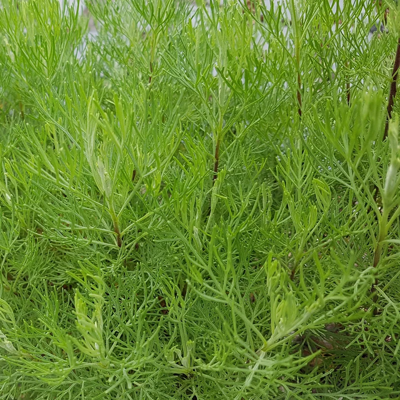 Plante cola
