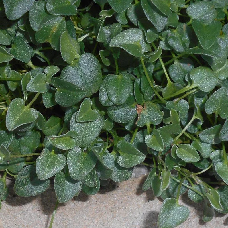 Falkia Repens