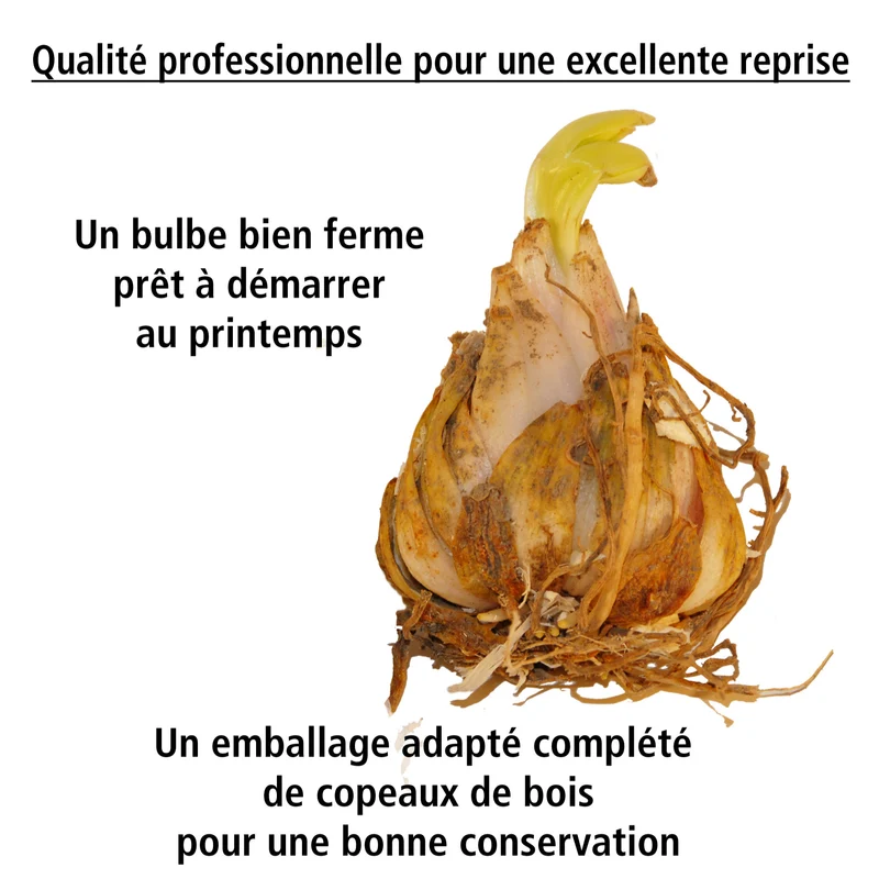3 Lis caméléon