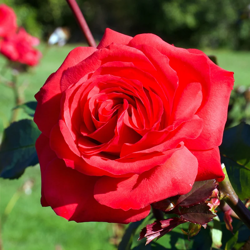 Rosier buisson Mr Lincoln