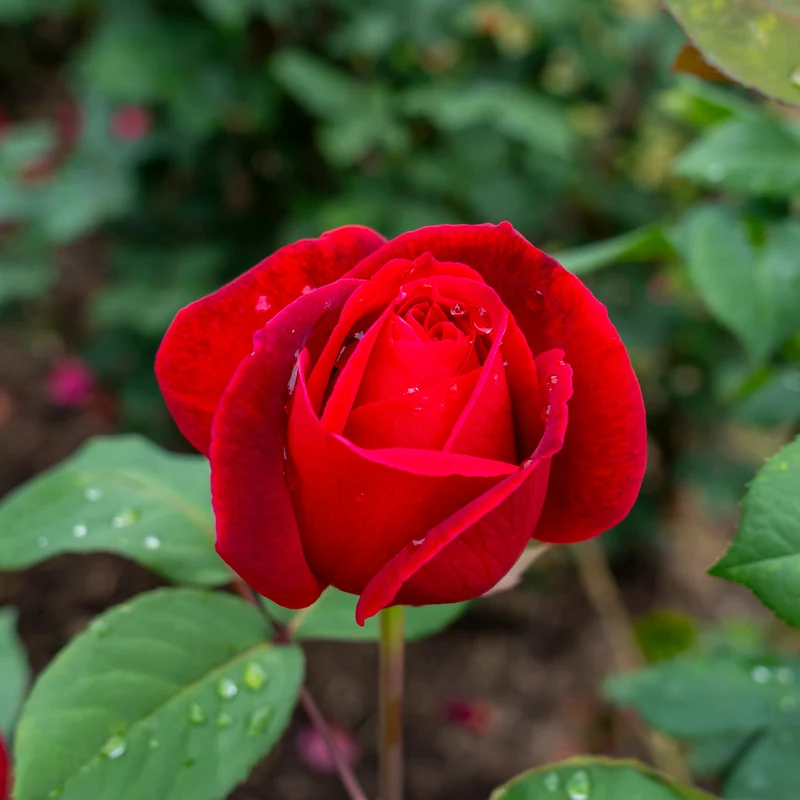 Rosier buisson Mr Lincoln