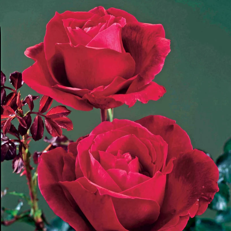 Rosier buisson Mr Lincoln