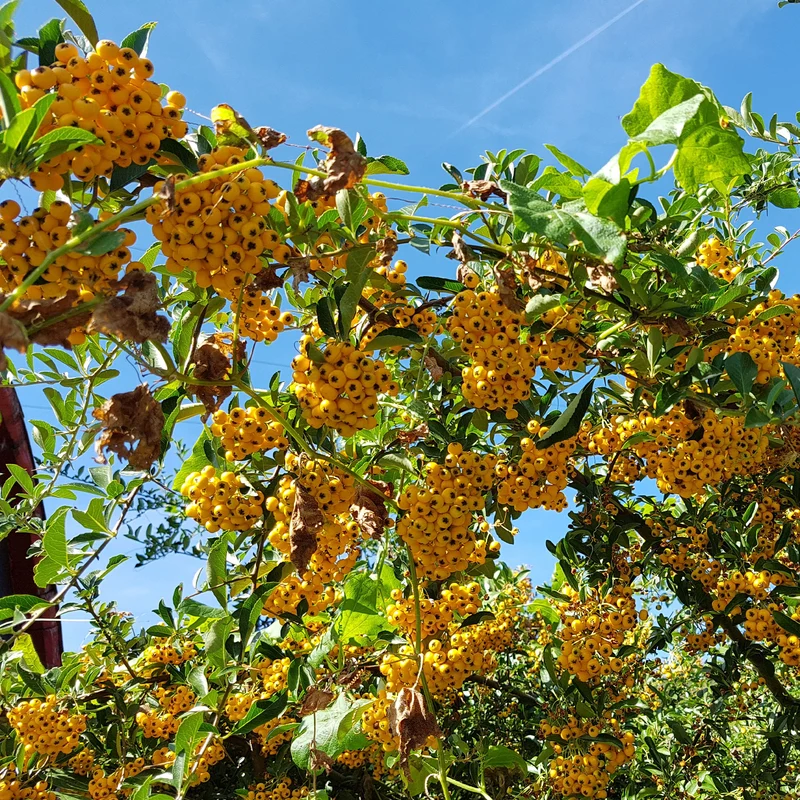 3 Pyracantha jaune